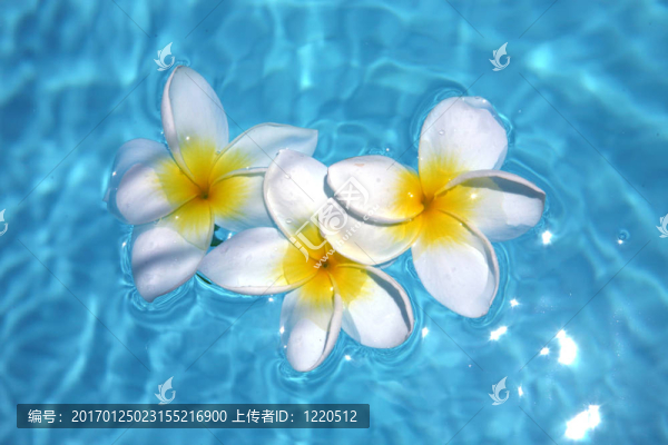 漂浮在游泳池三雞蛋花