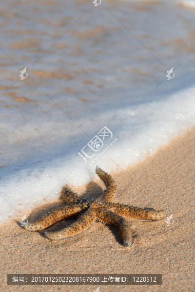 海灘上的海星