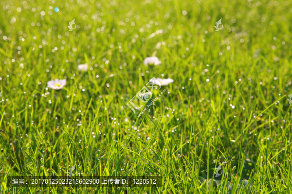 綠草背景下的露水