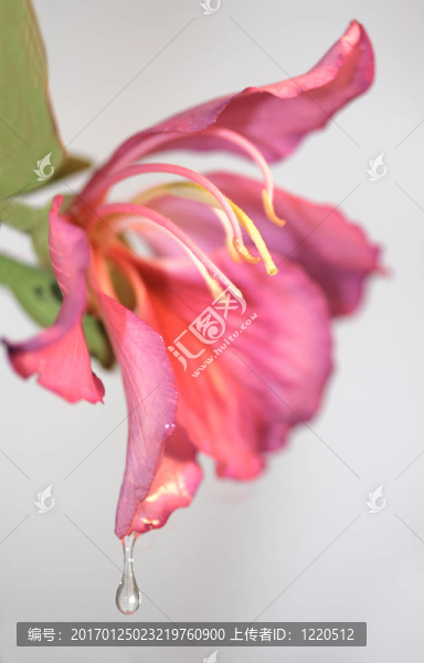 帶水滴的熱帶花卉