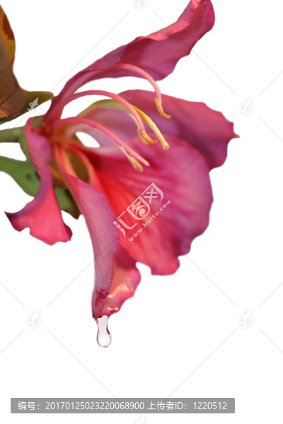 帶水滴的熱帶花卉