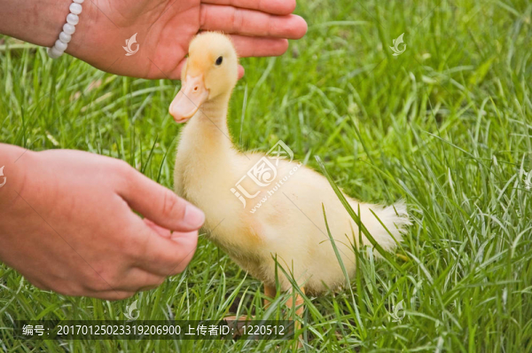 要跟Baby,Duck握手