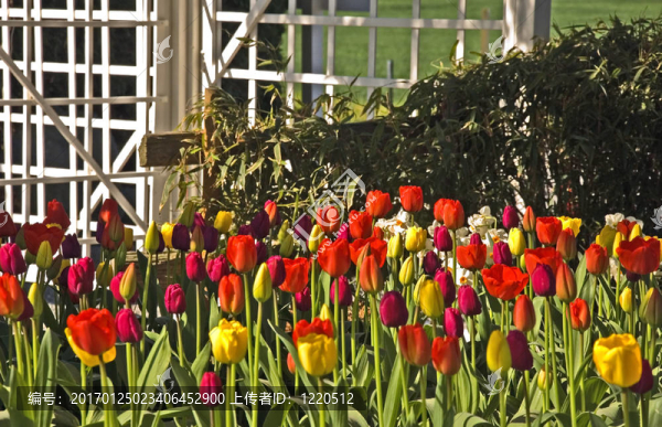 具有白色格子的郁金香花園