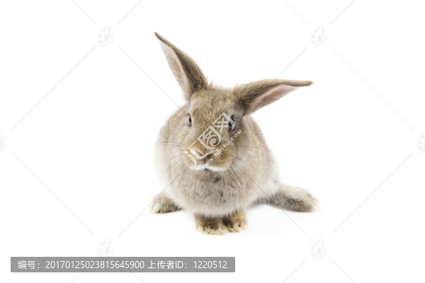 兔