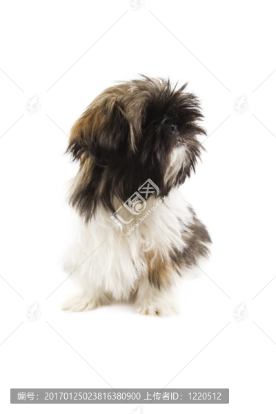狗屎的狗