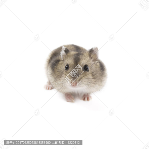 倉鼠