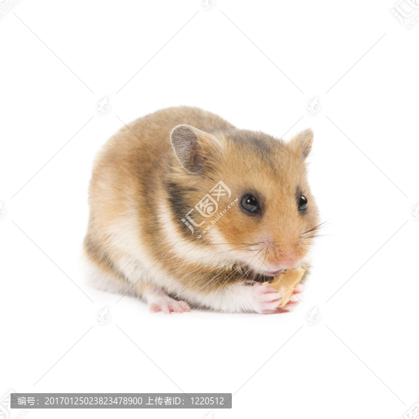 倉鼠