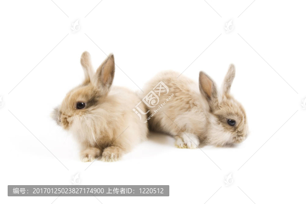 兔-匯圖網(wǎng) www.fosd68.com 兔