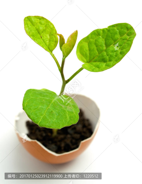 植物蛋