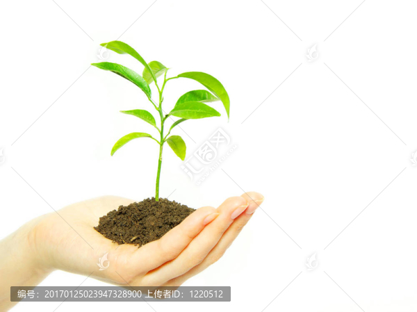 植物在手
