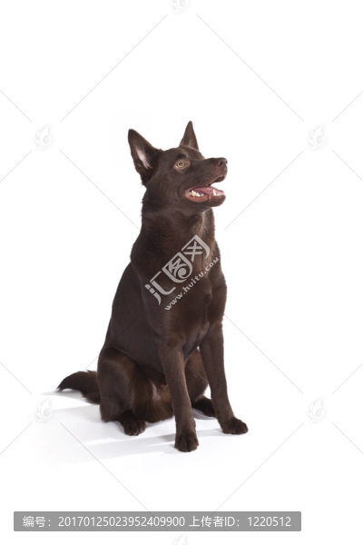 可愛(ài)和有趣的澳大利亞牧羊犬