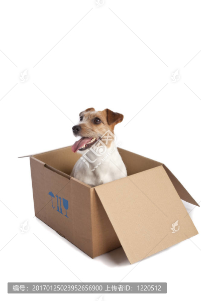 jack,russell梗在盒子里