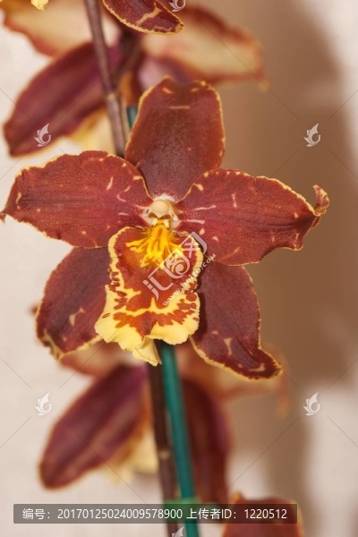 蘭花