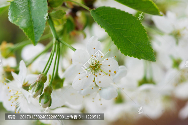 櫻花