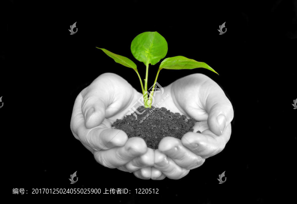 植物在手