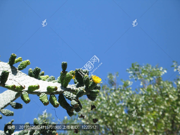 大仙人掌