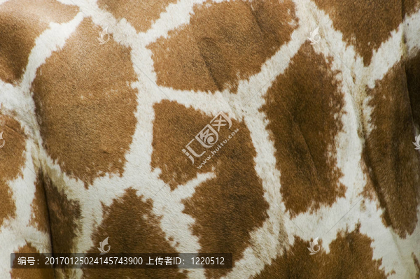 Giraffe,Body的紋理