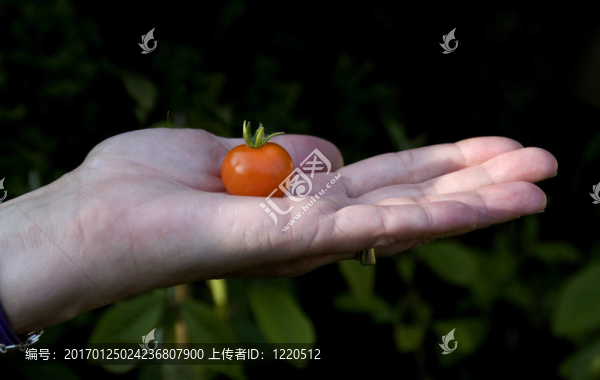 西紅柿-匯圖網(wǎng) www.fosd68.com 西紅柿