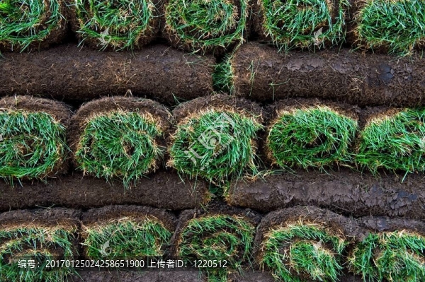 鮮超氧化物歧化酶