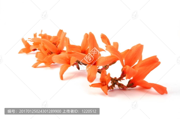 健康的花朵