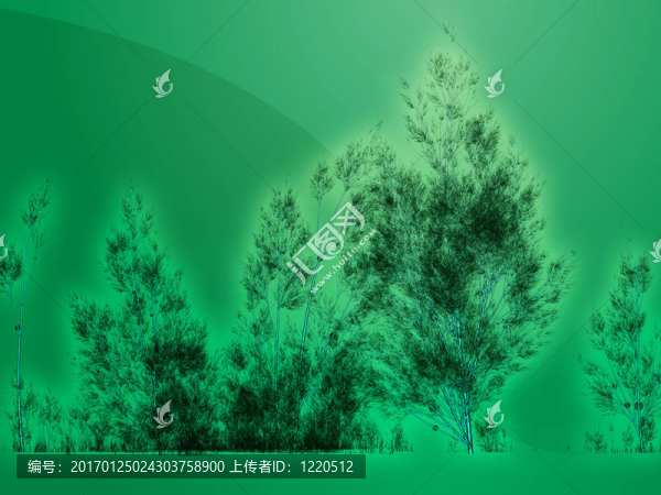 白樺樹(shù)的插圖