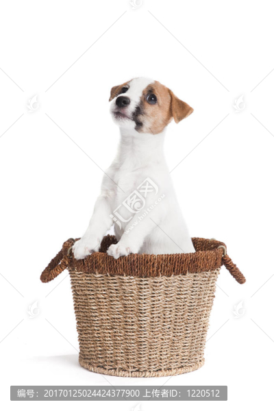 可愛(ài)的杰克羅素梗小狗