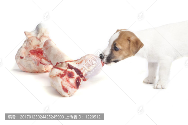 可愛的杰克羅素梗小狗