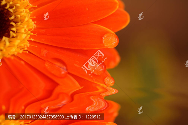 反射的雛菊