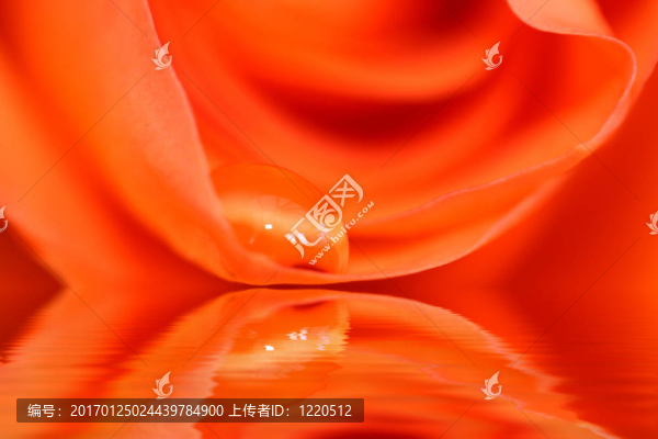 反射的橙色玫瑰與液滴