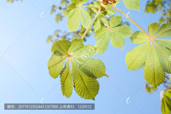 春栗葉