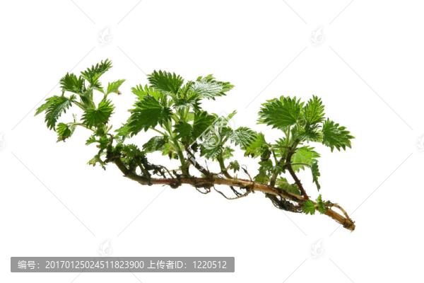 年輕的植物