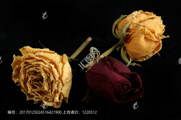 風(fēng)干的玫瑰