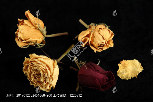 風(fēng)干的玫瑰