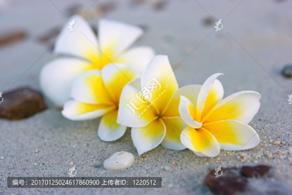熱帶花卉組成