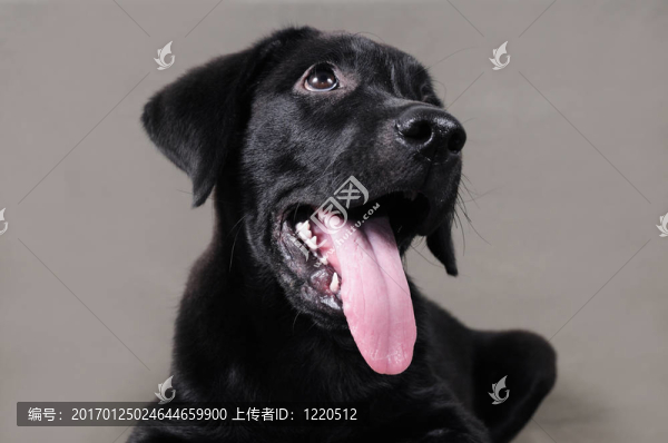 拉布拉多獵犬