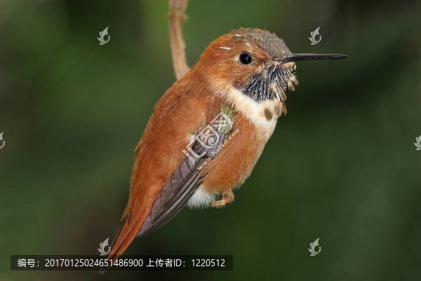 Rufous,Hummingbird（Selasphorus,rufus）