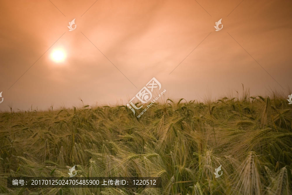 小麥田