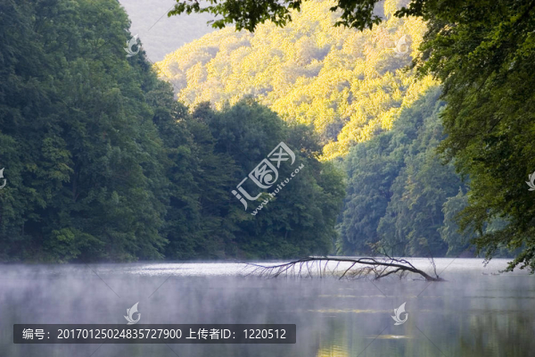 摘要；背景；美；美；植物學(xué)；分支；明亮；清潔；天；環(huán)境；霧；樹葉；森林；新鮮；發(fā)光；草；綠色；生長；