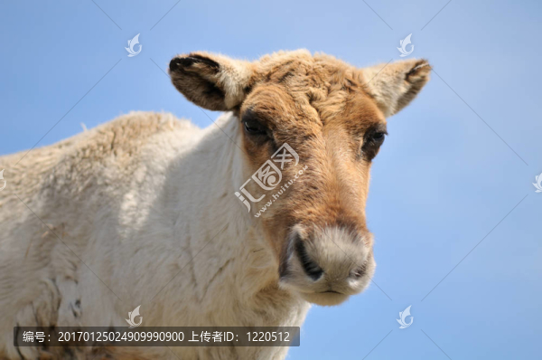小麋鹿的肖像
