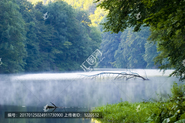 摘要；背景；美；美；植物學；分支；明亮；清潔；天；環(huán)境；霧；樹葉；森林；新鮮；發(fā)光；草；綠色；生長；