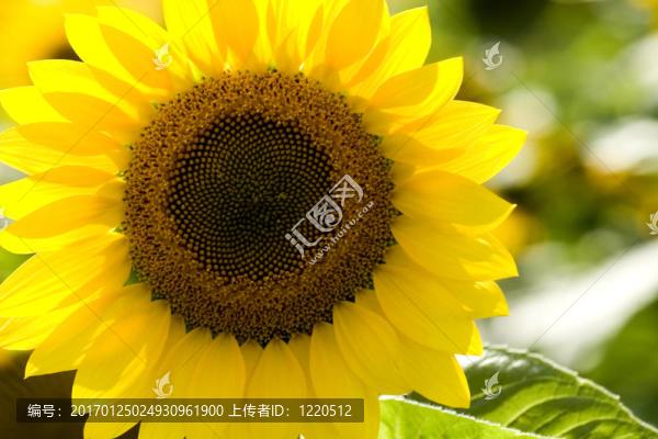 在田野里的向日葵