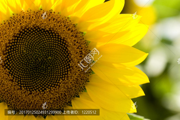 在田野里的向日葵
