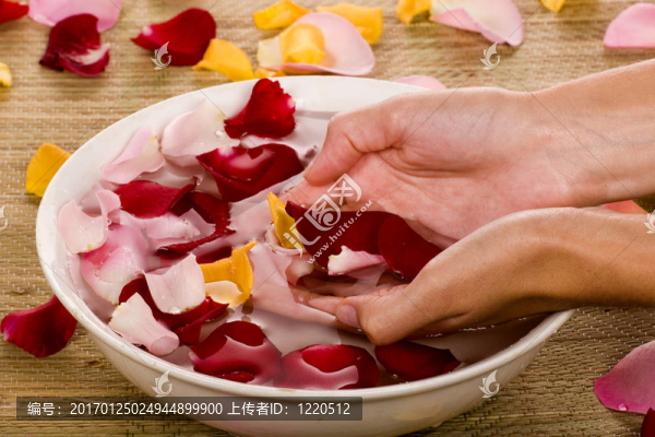 女人的手和玫瑰花瓣