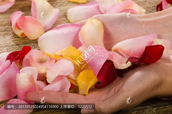 玫瑰花瓣