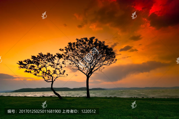 日落樹