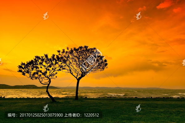 日落樹