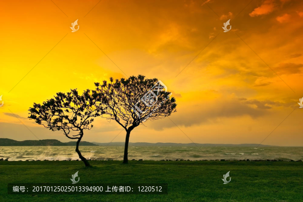 日落樹
