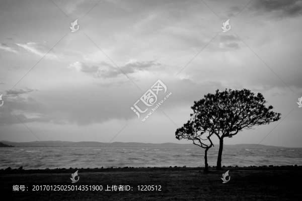 日落樹
