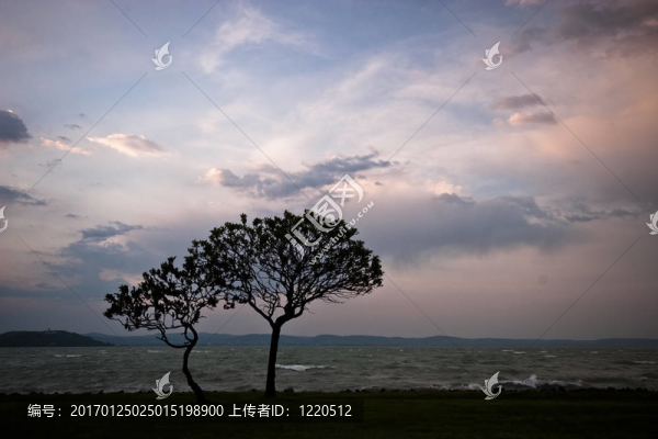 日落樹