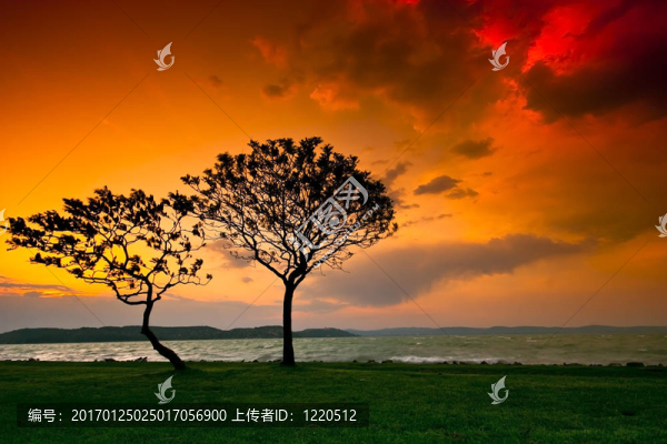 日落樹